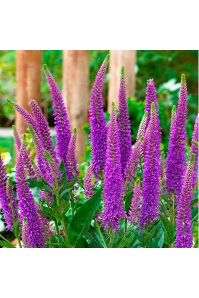 Колосиста вероніка Фірст Матч